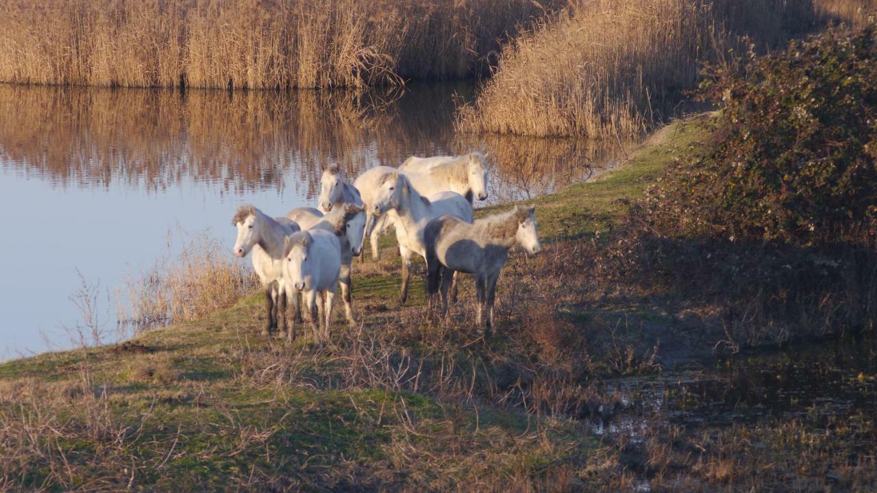 Res. Mare - Corallo 31 Lido delle Nazioni Kültér fotó